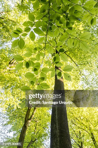 Beech tree canopy in spring Beech tree canopy in spring