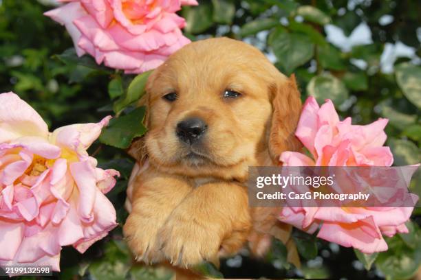 golden retriever puppy in garden with props. - puppy stock pictures, royalty-free photos & images