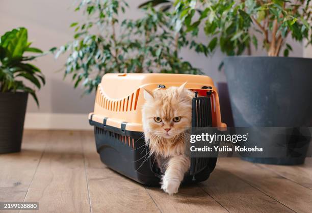 ginger cat in pet carrier - kooi stockfoto's en -beelden