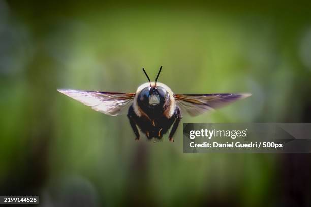 Virginia Invasive Insect Flying 1,784 Virginia Wing Stock Photos, High-Res Pictures, and Images - Getty ...