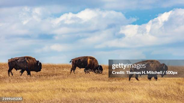 a flock of sheep,custer,south dakota,united states,usa - american bison stock pictures, royalty-free photos & images