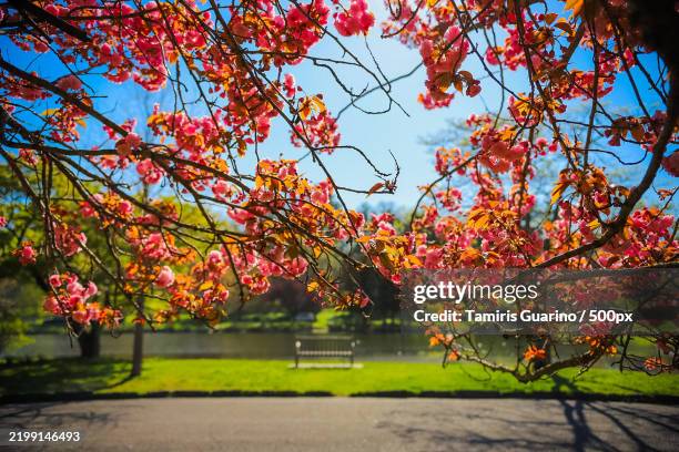 trees in park during autumn,greenwich,connecticut,united states,usa - greenwich connecticut stock pictures, royalty-free photos & images