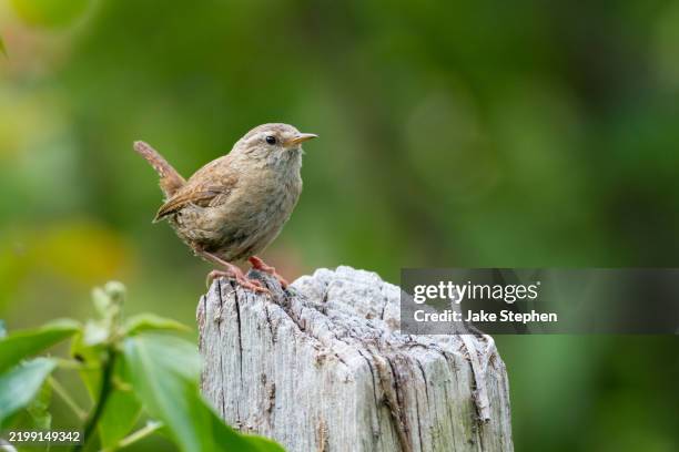 wren on old fence post 2. - wren stock pictures, royalty-free photos & images