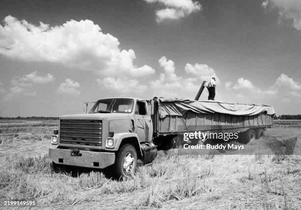 Rice farmer with an ancient flatbed truck harvests rice from a rice paddy in the Mississippi Delta region of eastern Arkansas, 1995. .