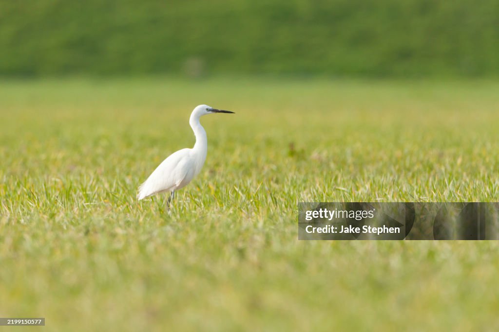 Little Egret standing in field 2