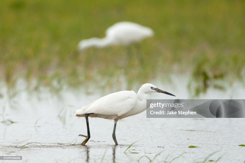 Little Egret wading