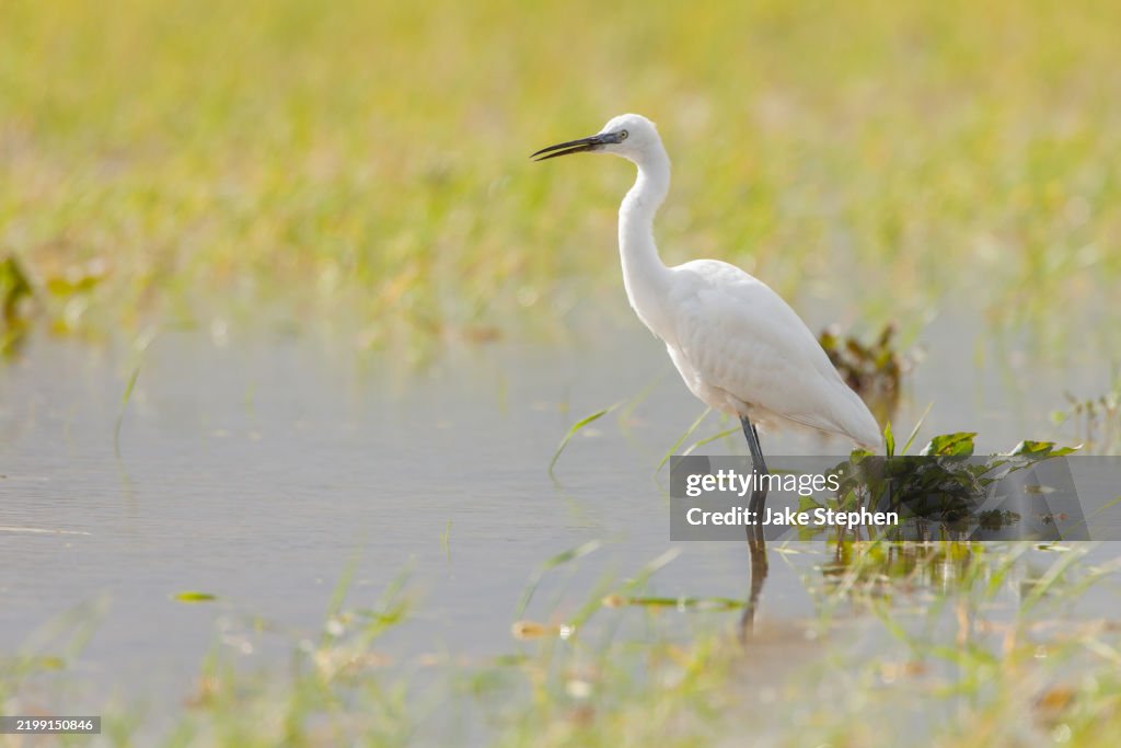Little Egret standing in water.