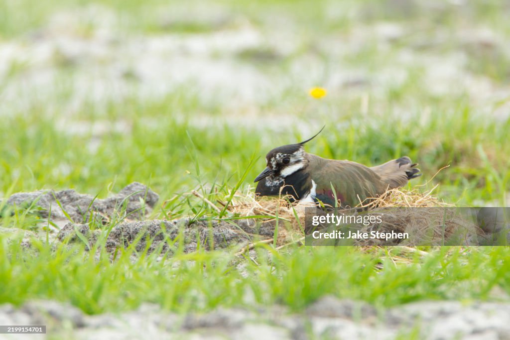 Lapwing adult on nest.