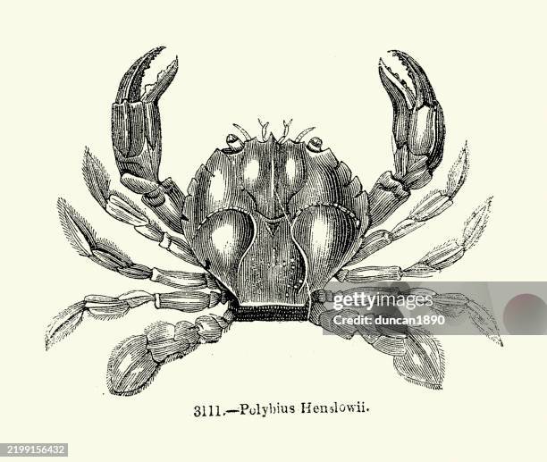 polybius henslowii, crab, sea life, wildlife art, vintage woodcut illustration - crab stock illustrations