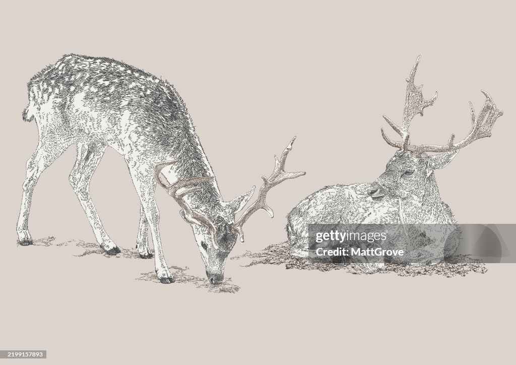 Bactrian Deer Bukhara Deer Wapiti Fallow Deer