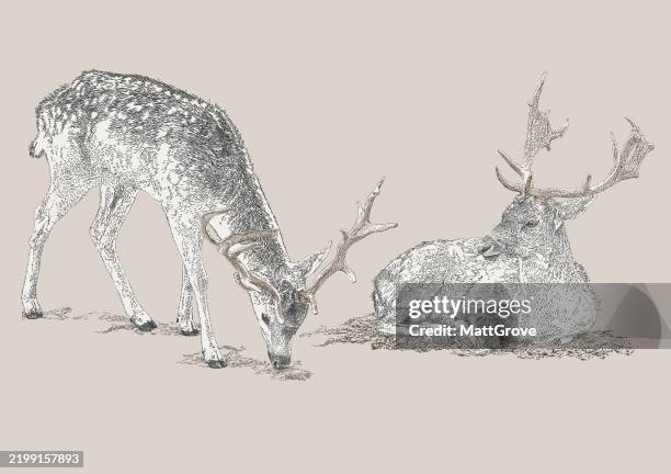 bactrian deer bukhara deer wapiti fallow deer - the wild bactrian camel stock illustrations
