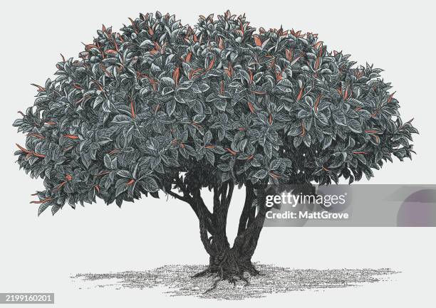 ficus macrophylla rubber fig tree - pipal tree stock illustrations