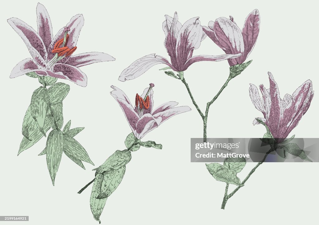 Pink Flower Lilly Stargazer Lilium