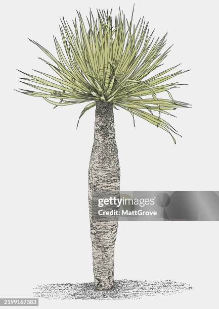 thin palm tree dracaena draco - agave leaf stock illustrations