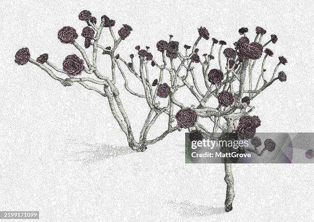 aeonium cactus rose flower - aeonium stock illustrations
