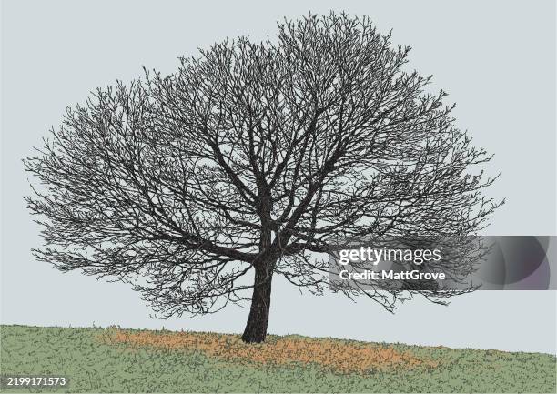 sycamore tree beach tree winter - ash tree stock illustrations