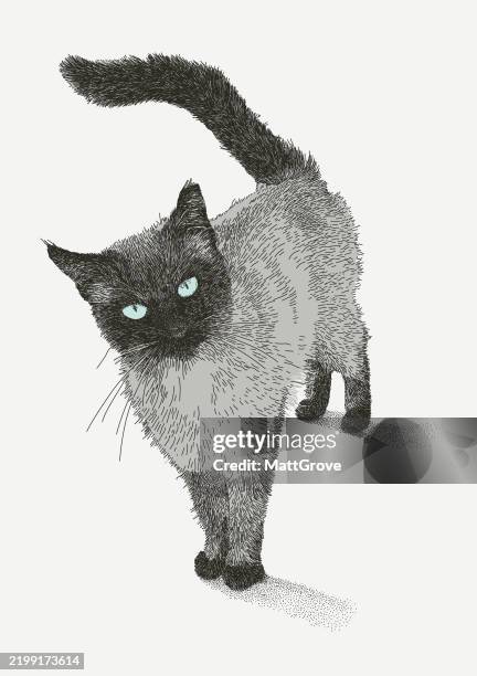 siamese cat from front - siamese cat stock illustrations