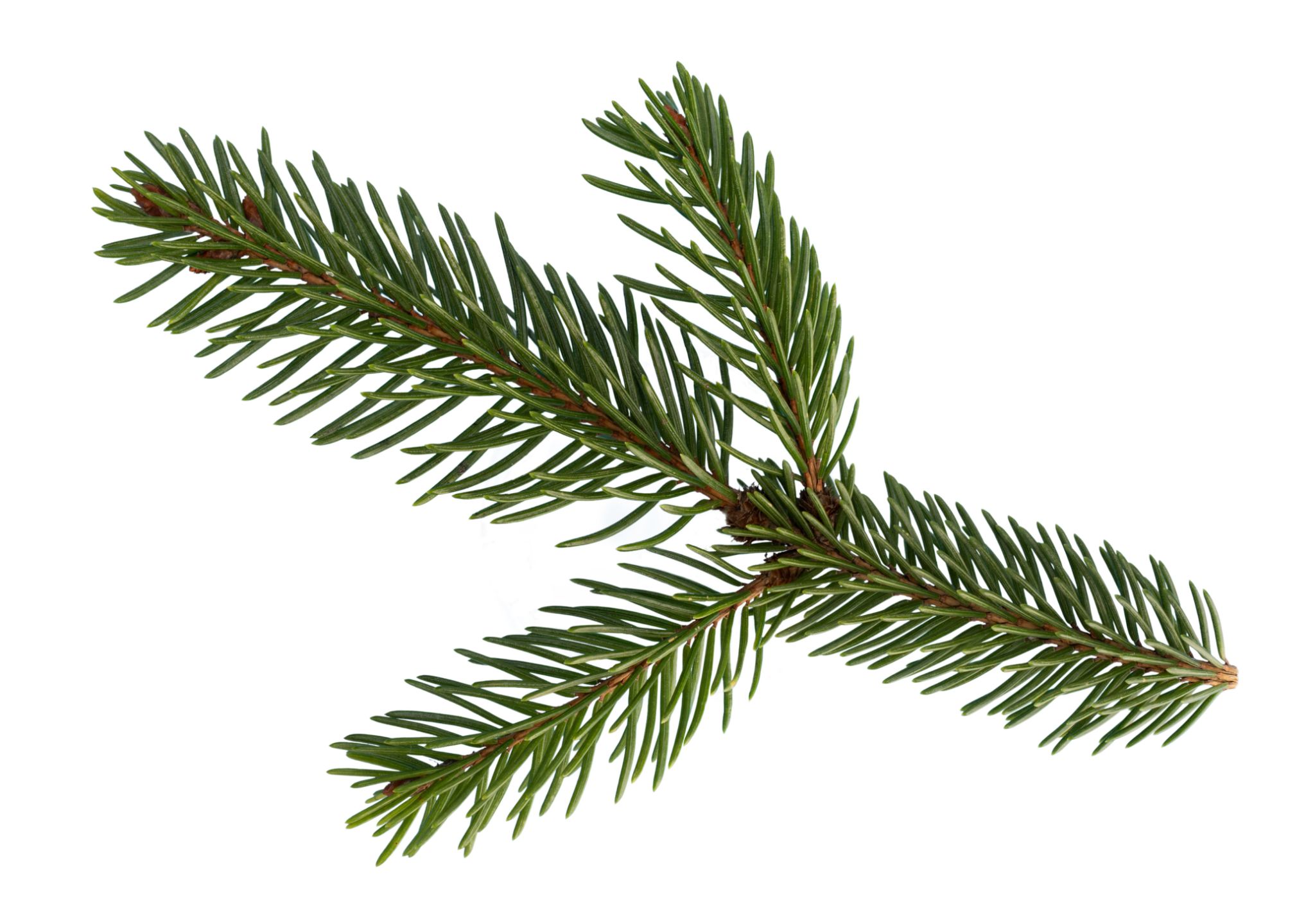 tree branches
