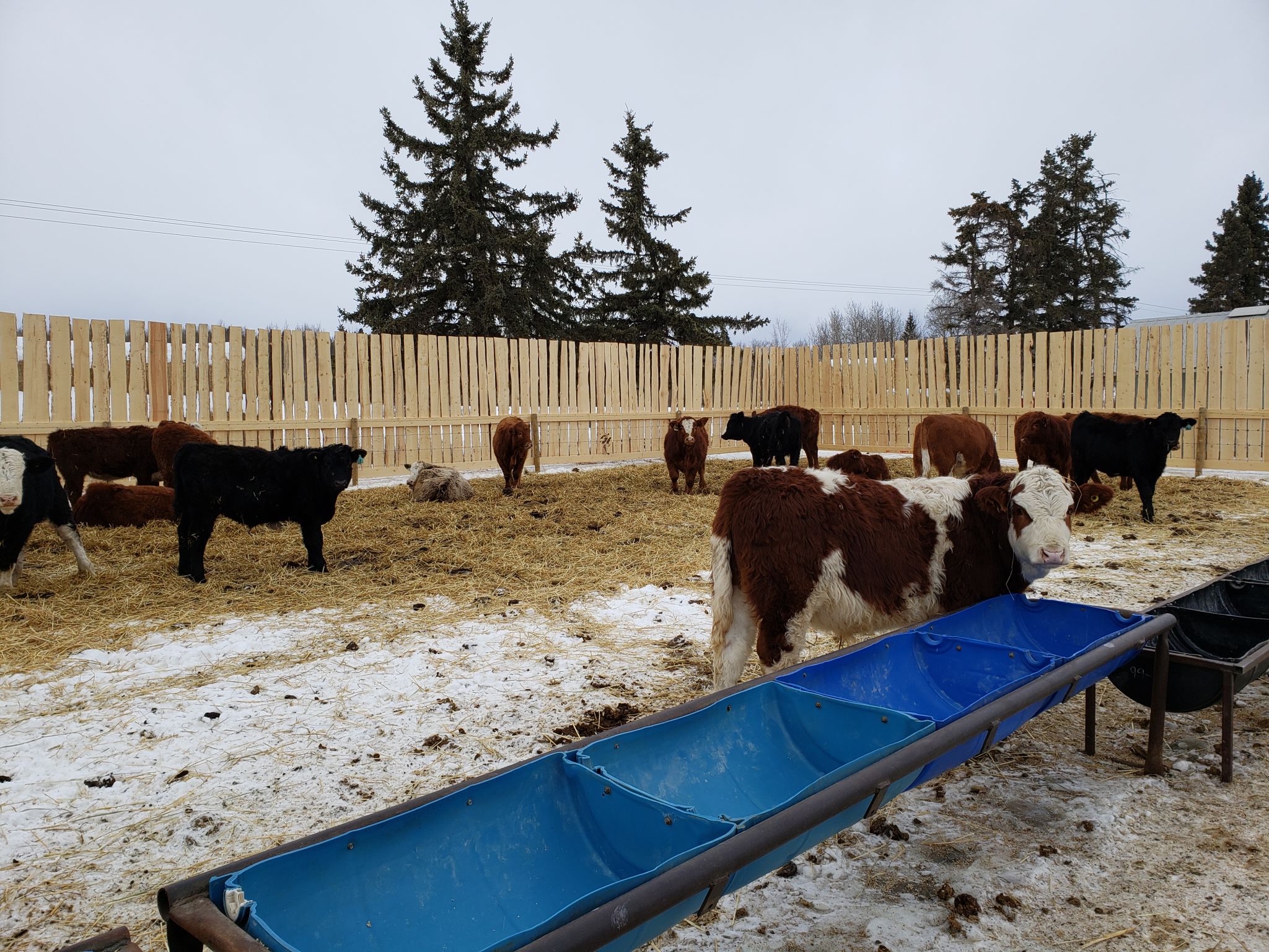 cattle shelter