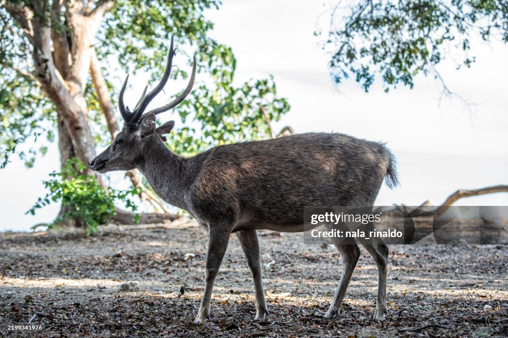 Javan rusa (Rusa timorensis) standing in a forest, Komodo National Park, East Nusa Tenggara, Indonesia