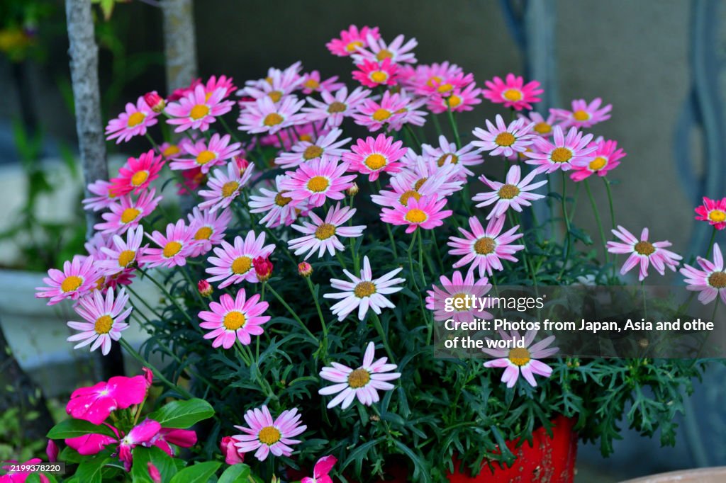 Marguerite / Marguerite daisy / Argyranthemum / Paris daisy