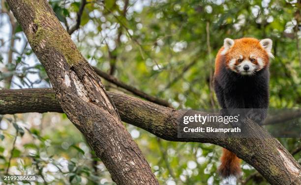 247 Bamboo Forest Panda Stock Photos and High-Res Images - Getty