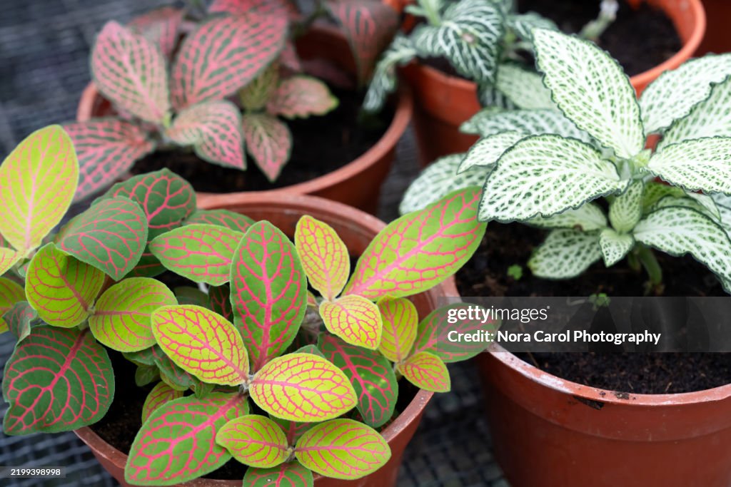 Varieties of Fittonia Nerve Plants Red Veined, Pink Forest Flame, Verschaffeltii and Ruby Lime