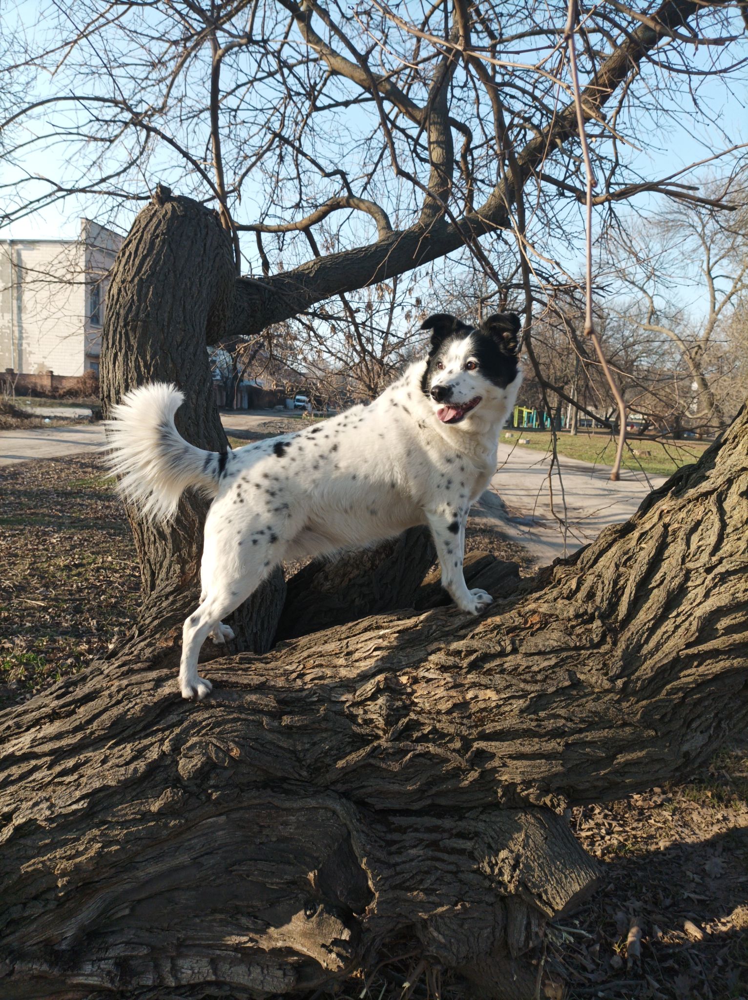 dog walking certification