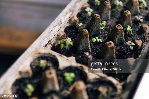 eco-friendly seedlings sprouting in biodegradable starter trays on rich soil - microgreens stock pictures, royalty-free photos & images