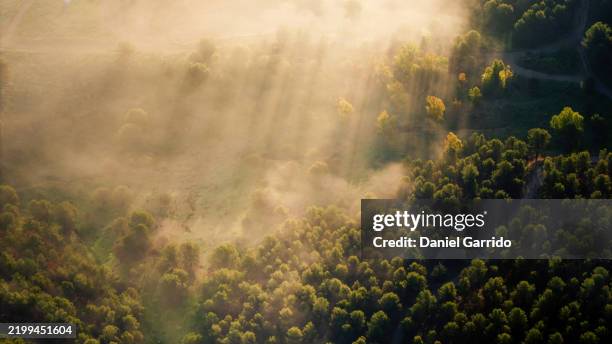 aerial view of a mountain landscape with tree silhouettes in dense fog at dawn as light filters through. - appearance stock pictures, royalty-free photos & images