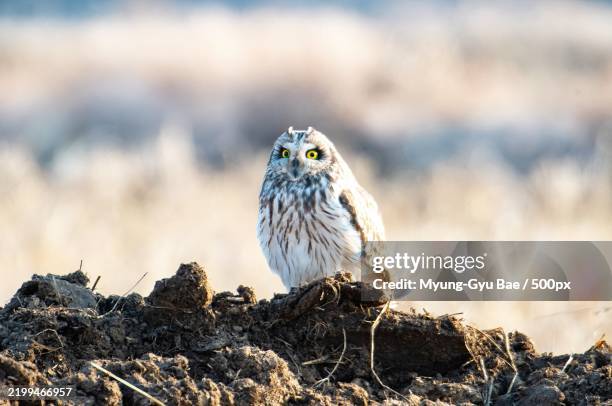 close-up of an owl perching on a pile of dirt - bae stock pictures, royalty-free photos & images