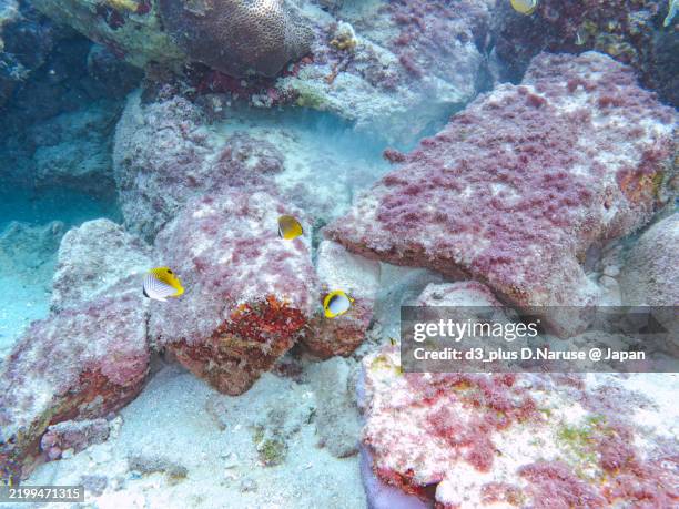 beautiful schools of moorish idol and butterfly fish swarming on the coral reef.shikinejima island, izu islands, tokyo - 2024 - schwarzrücken falterfisch stock-fotos und bilder