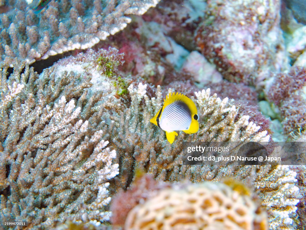 Beautiful juvenile Blackback Butterflyfish, Chaetodon melannotus and others.
Shikinejima island, Izu Islands, Tokyo - 2024