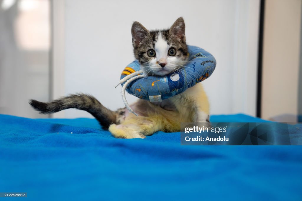 The kitten 'Mucize,' trapped under the hood of a car, continues its life with two paws