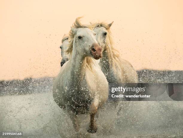 camargue horses run through water - camargue stock-fotos und bilder