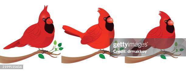 perched cardinal bird on a branch - cardinal flying stock illustrations