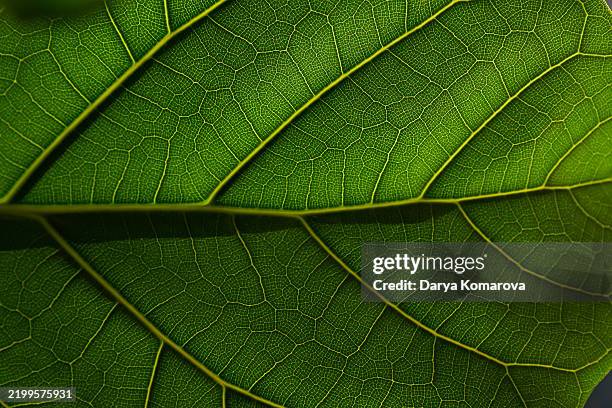 ficus lirata leaf. leaf vein in close up on full frame. - fotosíntesis fotografías e imágenes de stock