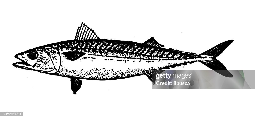 Mackerel, Scomber scombrus