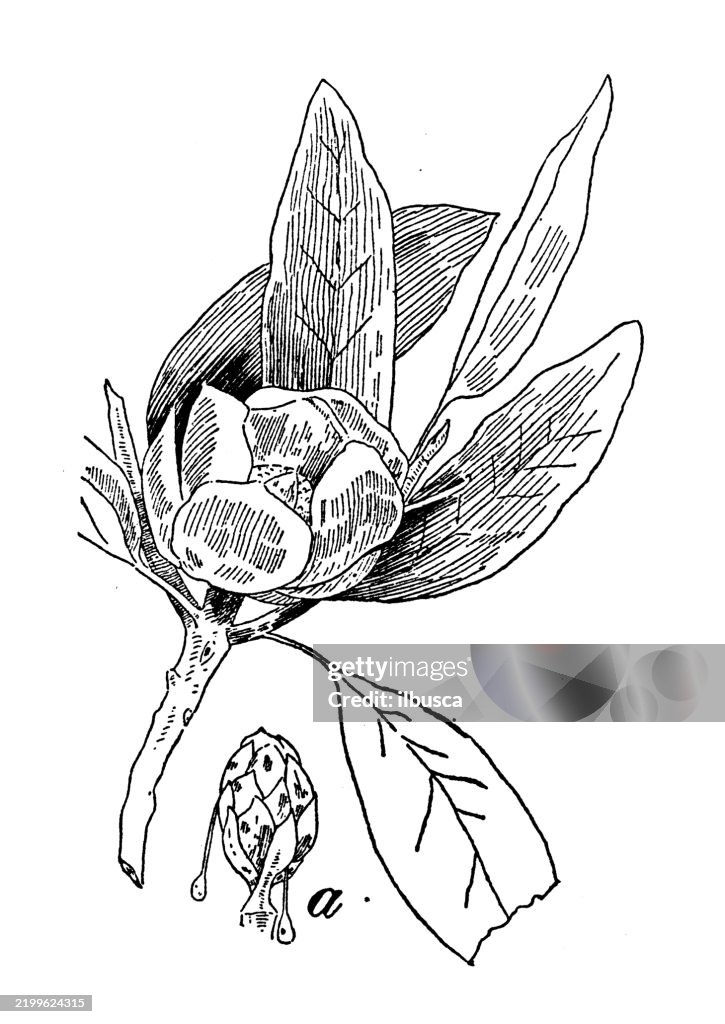 Lorbeer-Magnolie, Magnolia glauca