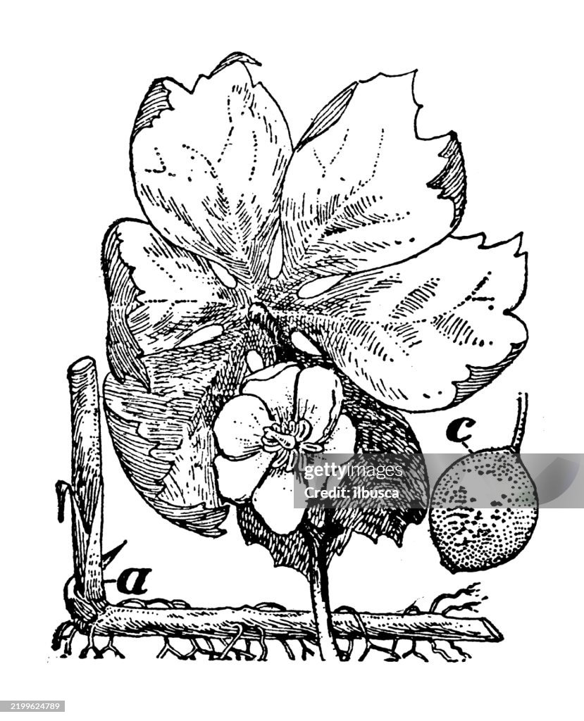 American Mandrake, Podophyllum peltanum