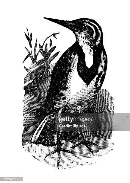 meadow lark, sturnella magna - eastern meadowlark stock illustrations