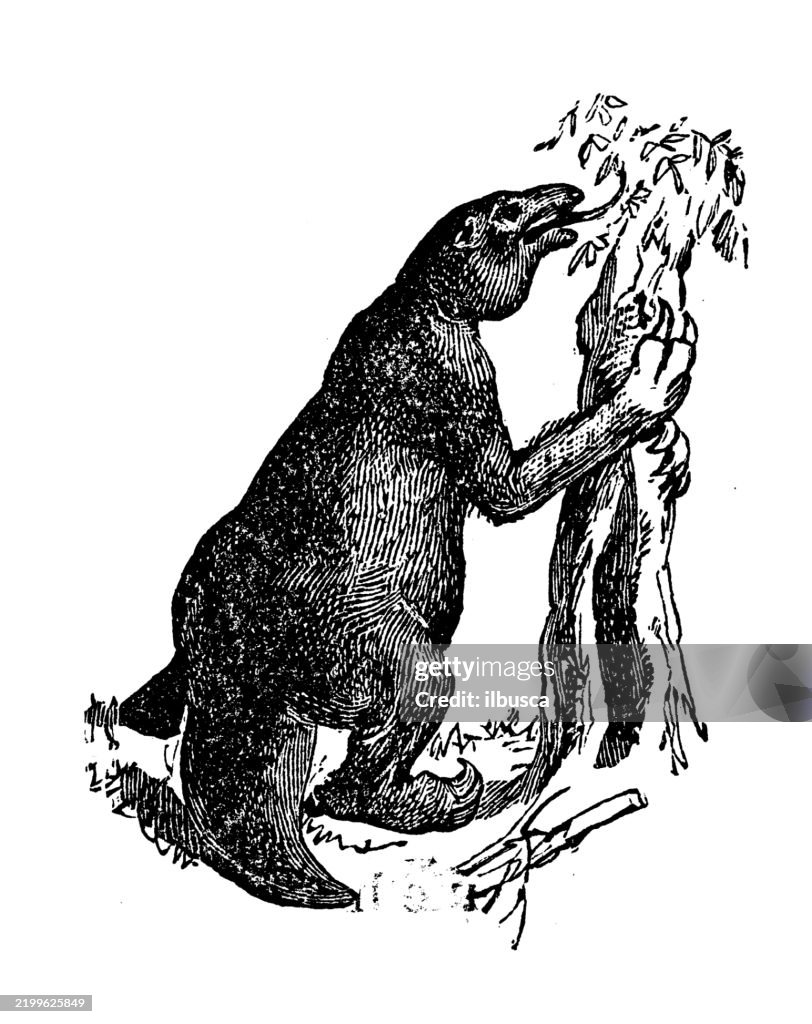 Megatherium