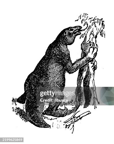 Megatherium Megatherium