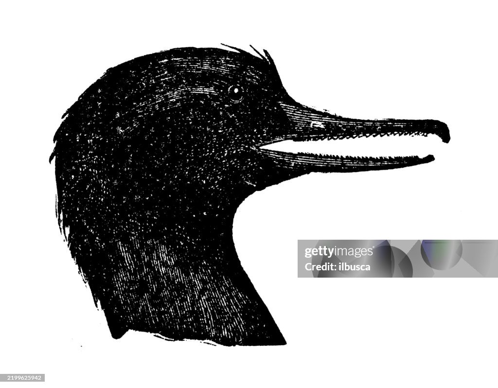Merganser, Merganser americanus