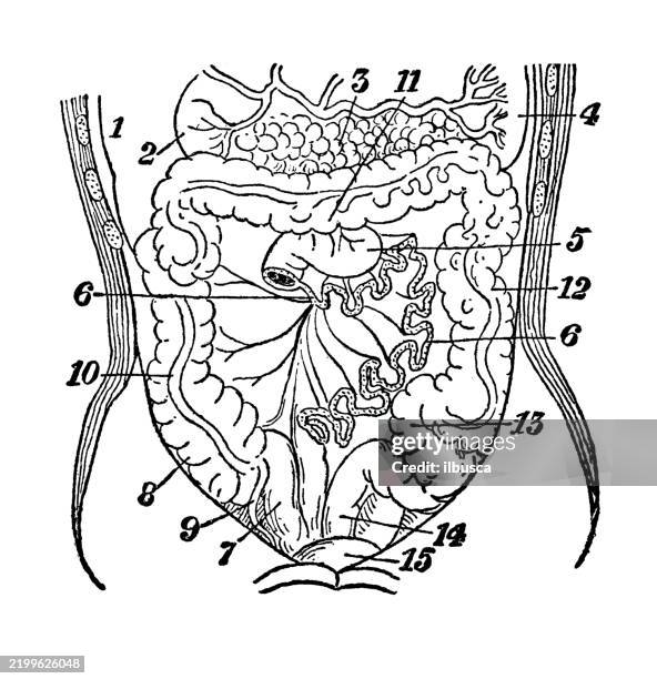 human abdomen, mesentery - mesentery stock illustrations
