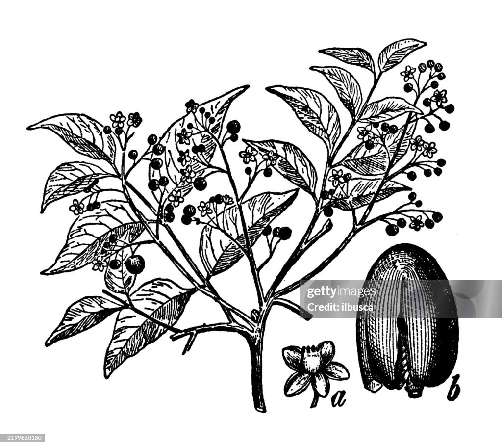 Mahogany, Swietenia Mahogoni