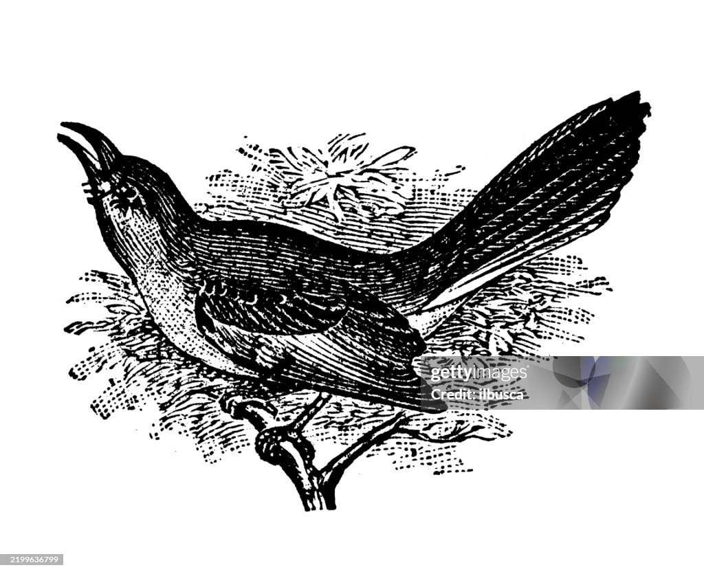 Mocking bird, Mimus Polyglottus