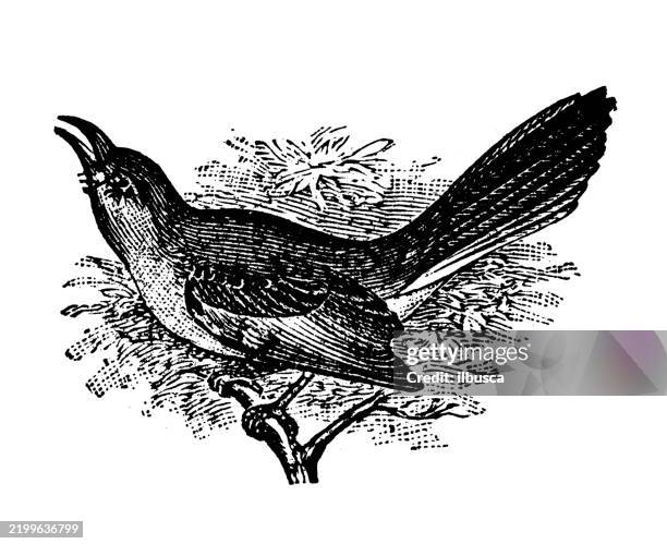 mocking bird, mimus polyglottus - northern mockingbird stock illustrations