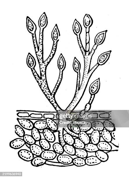 potato-rot mold - rotten fruit stock illustrations