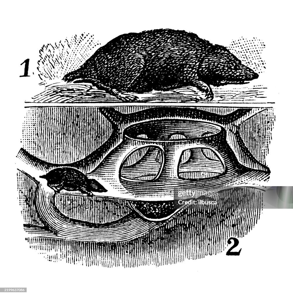 American mole, Scalops aquaticus, Burrow of European Mole